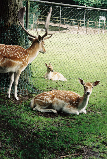 Dieren van het hertenkamp