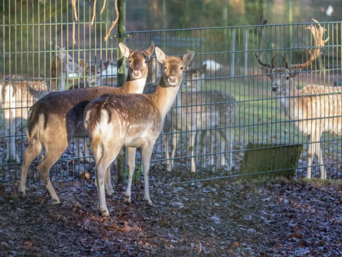 70bc5510-f3a0-4c5b-bca6-c2ea83fe19af Twee nieuwe dieren in hertenkamp: Ragnar Koot vindt goed tehuis voor damherten