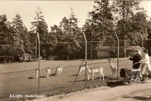 hertenkampsuik2 hertenkampsuik2